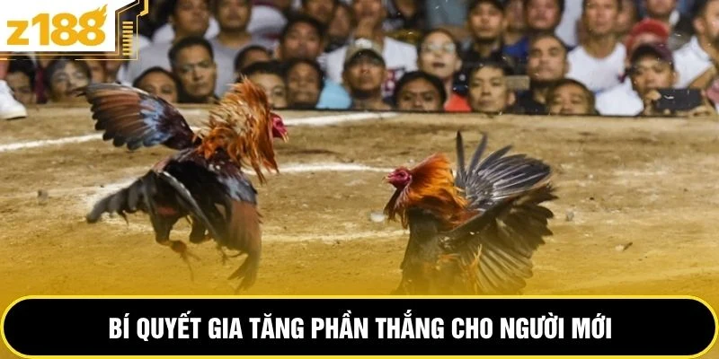 Bí quyết gia tăng phần thắng cho người mới 