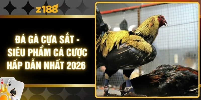 Đá Gà Cựa Sắt - Siêu Phẩm Cá Cược Hấp Dẫn Nhất 2026