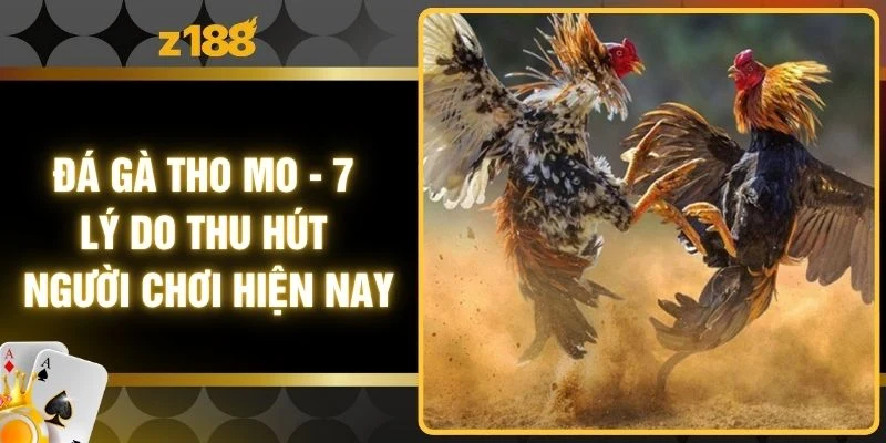 Đá Gà Tho Mo - 7 Lý Do Thu Hút Người Chơi Hiện Nay
