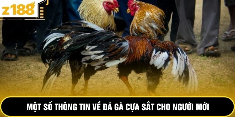 Một số thông tin về đá gà cựa sắt cho người mới 